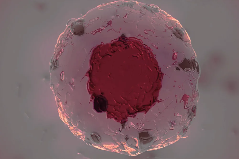 Tüp Bebek Tedavisinde Boş Folikül Ne Anlama Gelir?