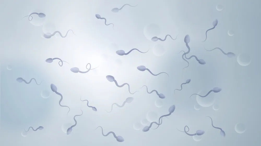 Sperm Kalitesi Nedir? Sperm Kalitesi Nasıl Değerlendirilir?